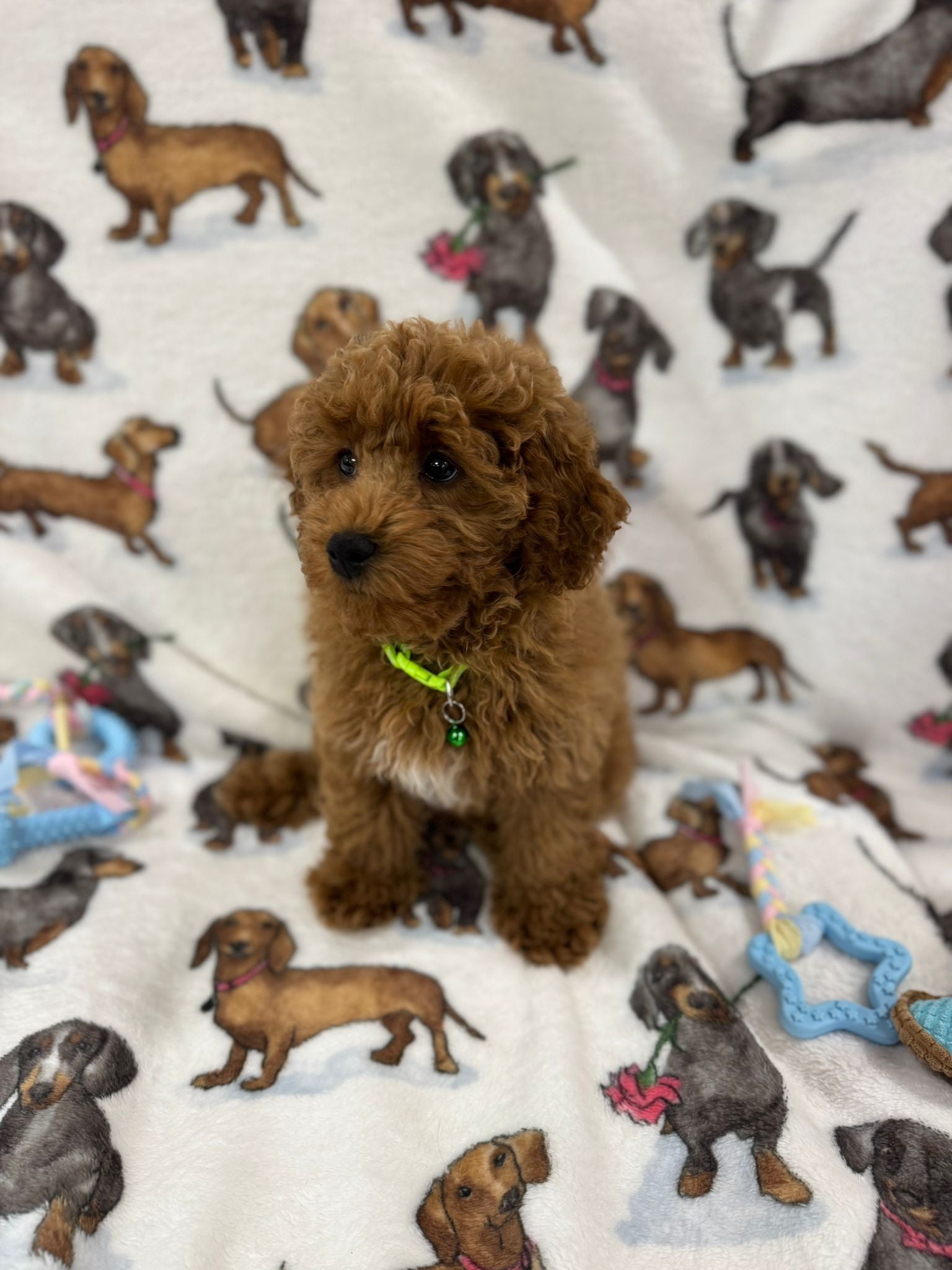 TAZ (Toy Poodle)