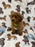 TAZ (Toy Poodle)