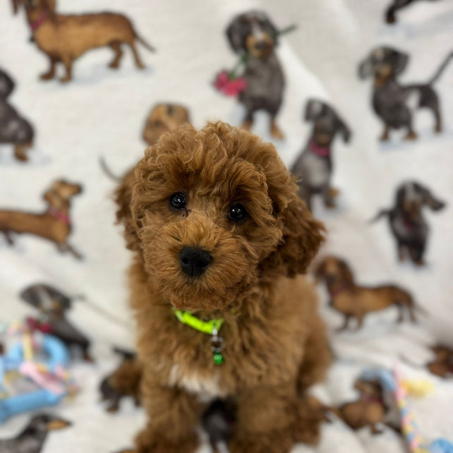 TAZ (Toy Poodle)
