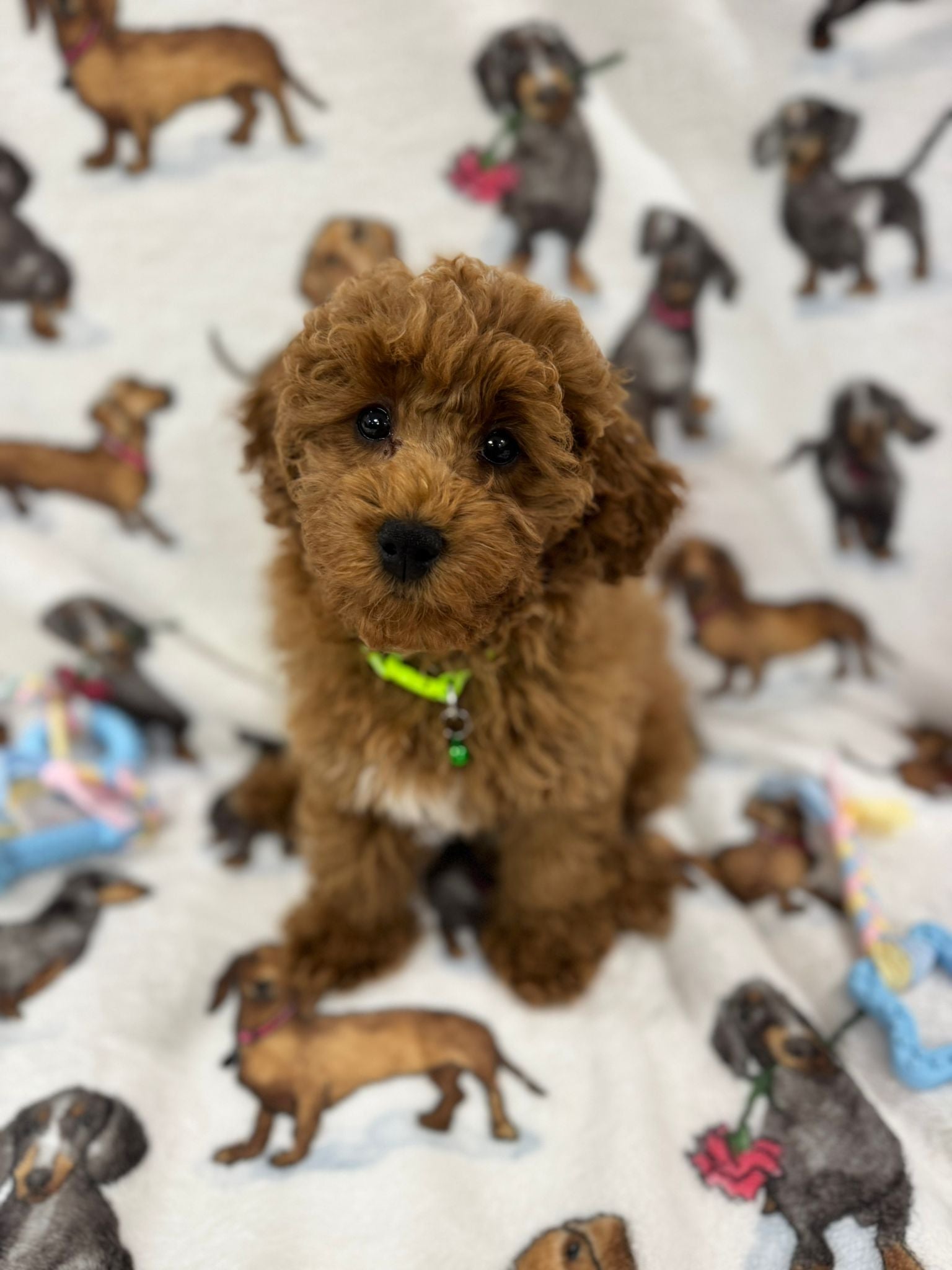 TAZ (Toy Poodle)
