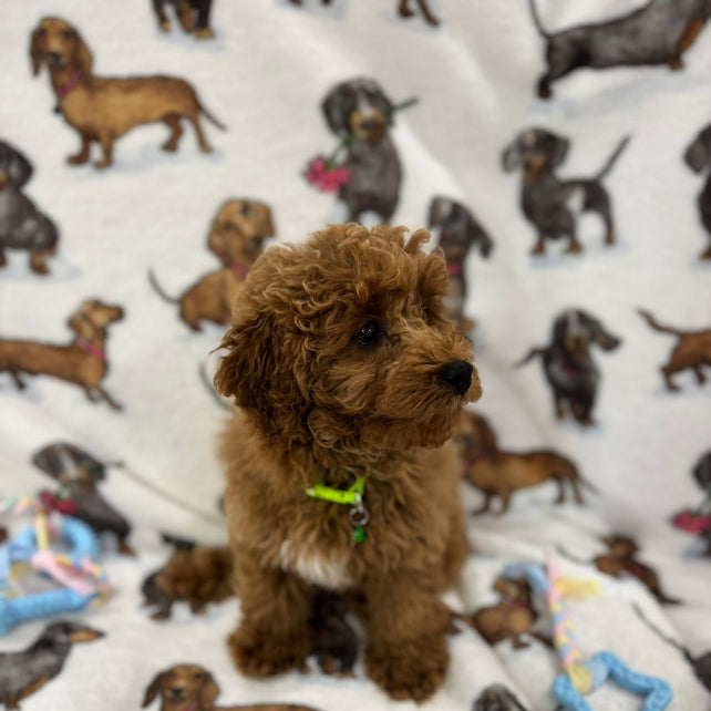 TAZ (Toy Poodle)