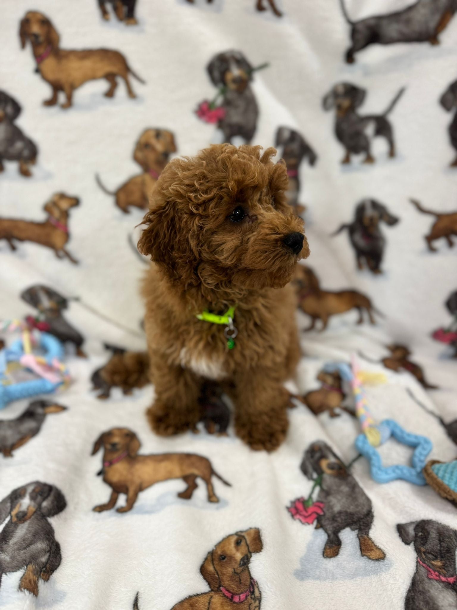 TAZ (Toy Poodle)