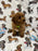 TAZ (Toy Poodle)