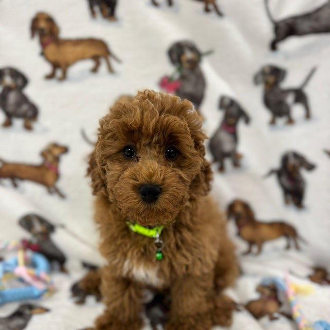 TAZ (Toy Poodle)