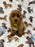 TAZ (Toy Poodle)