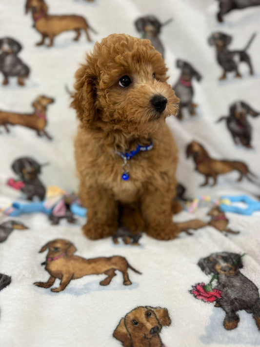 THEO (Bichon Poodle)