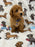 THEO (Bichon Poodle)