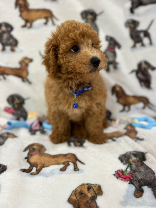 THEO (Bichon Poodle)