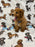 THEO (Bichon Poodle)