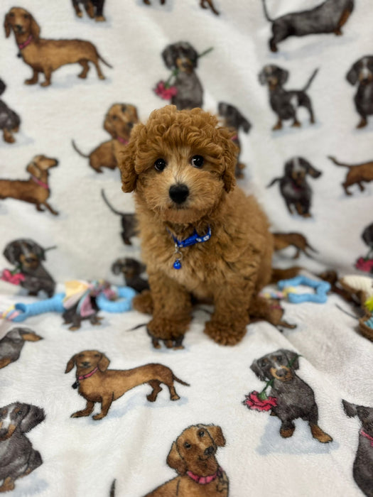 THEO (Bichon Poodle)
