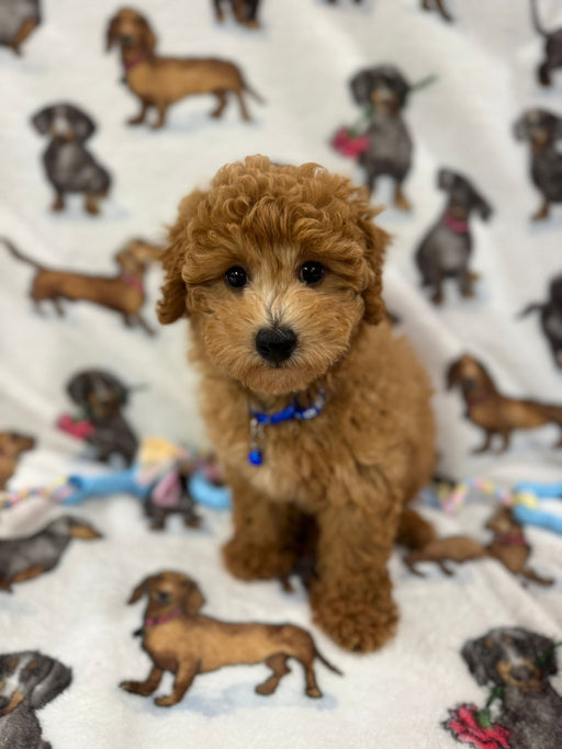 THEO (Bichon Poodle)