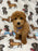 THEO (Bichon Poodle)