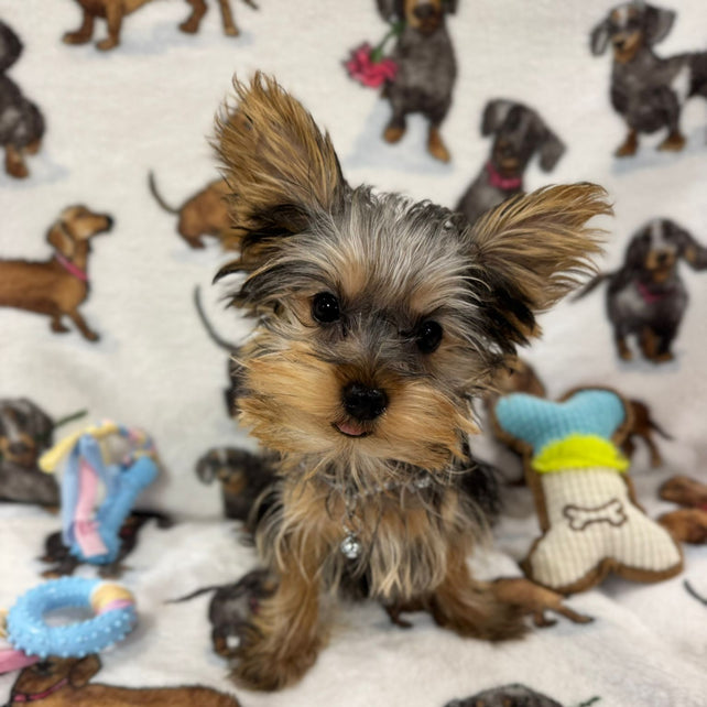 TITAN (Teacup Yorkie)