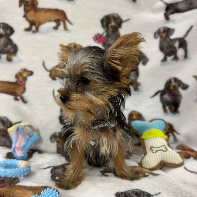 TITAN (Teacup Yorkie)