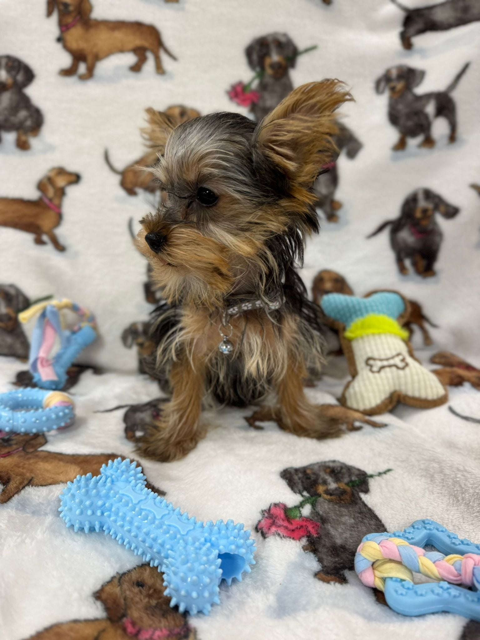 TITAN (Teacup Yorkie)