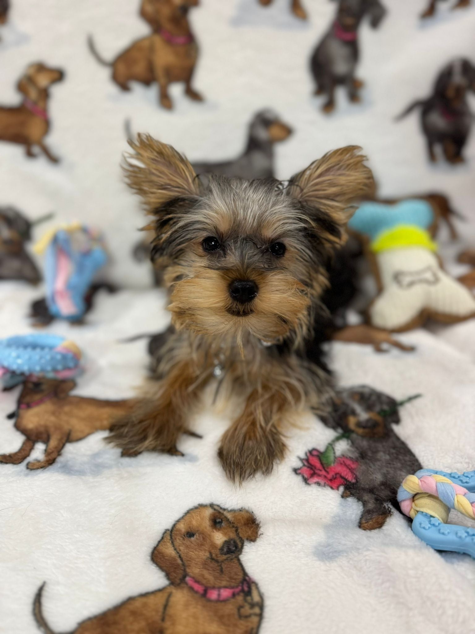 TITAN (Teacup Yorkie)
