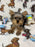 TITAN (Teacup Yorkie)