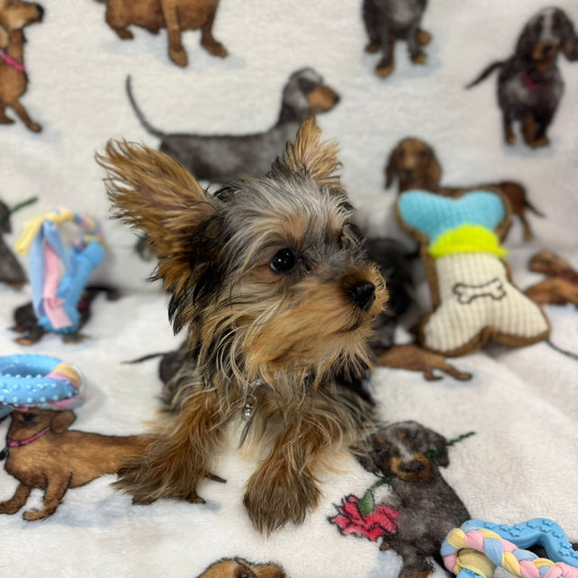 TITAN (Teacup Yorkie)