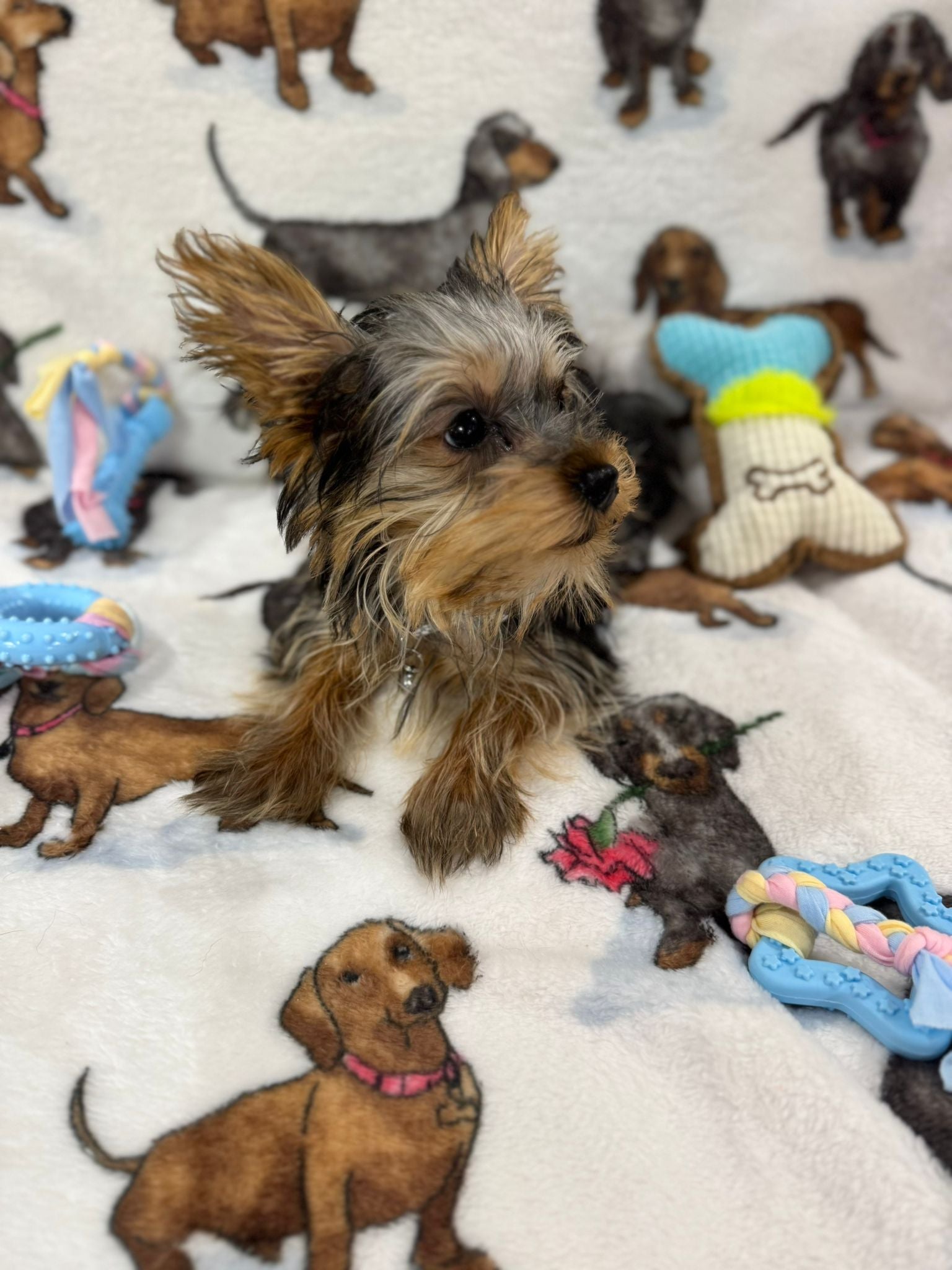TITAN (Teacup Yorkie)