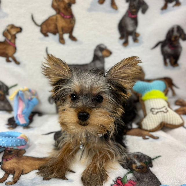 TITAN (Teacup Yorkie)