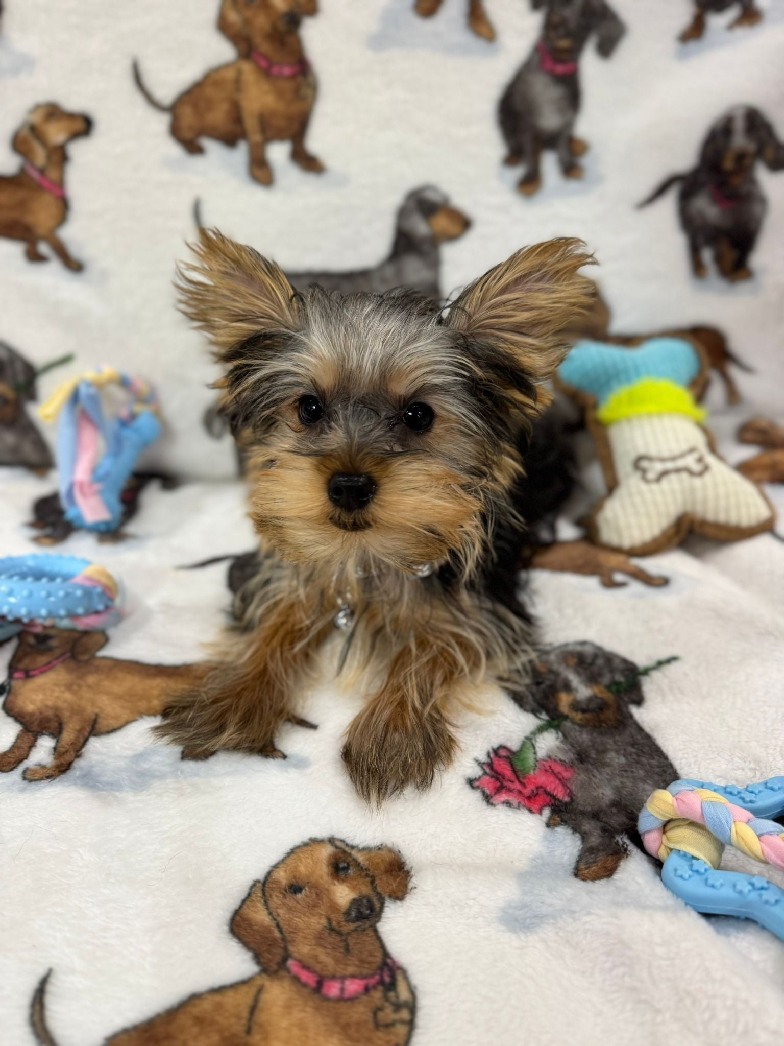 TITAN (Teacup Yorkie)