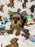 TITAN (Teacup Yorkie)