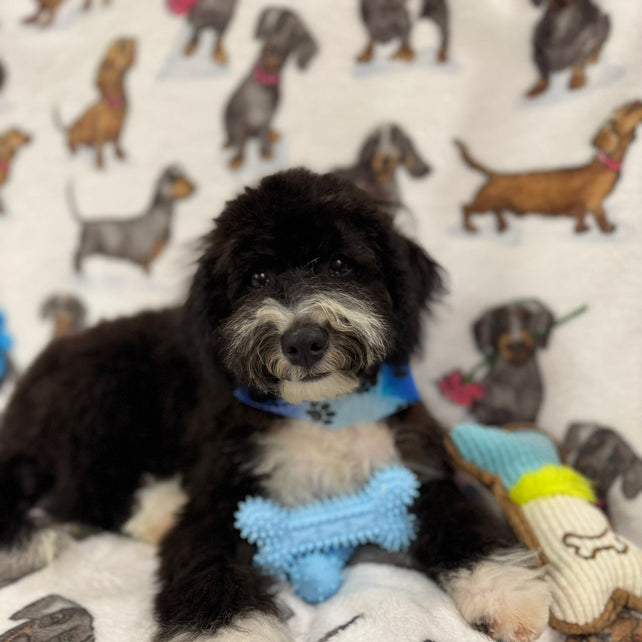 Jade (caniche toy)