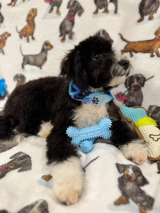 TOM (Miniature Poodle)