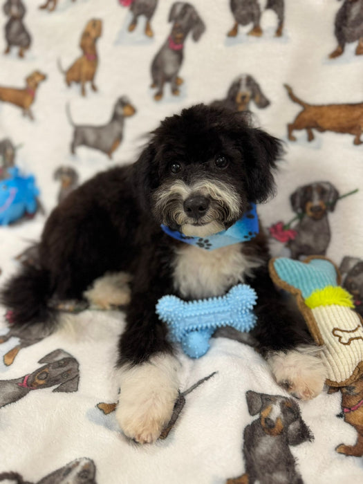 TOM (Miniature Poodle)