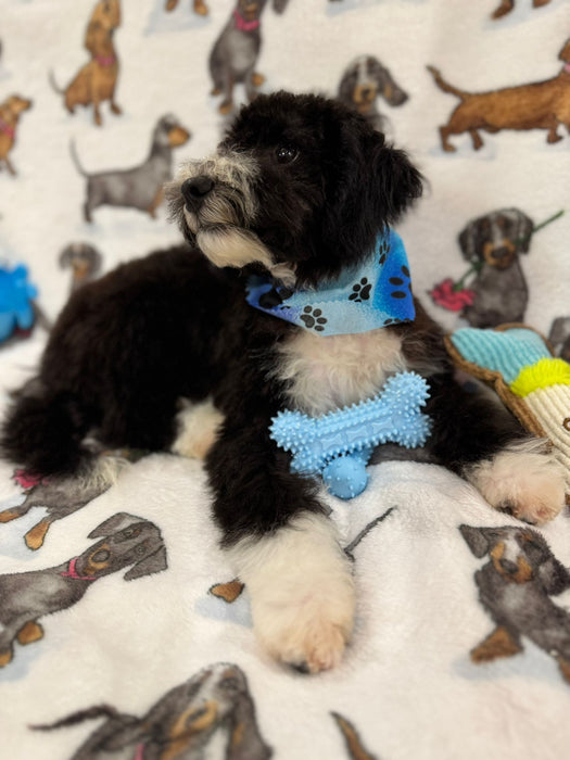 TOM (Miniature Poodle)