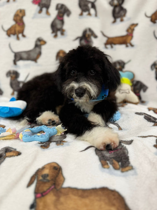 TOM (Miniature Poodle)