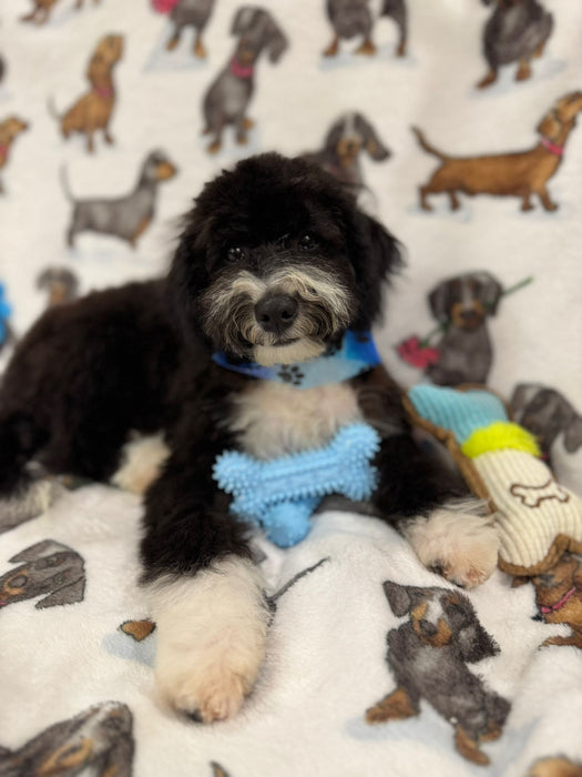 TOM (Miniature Poodle)