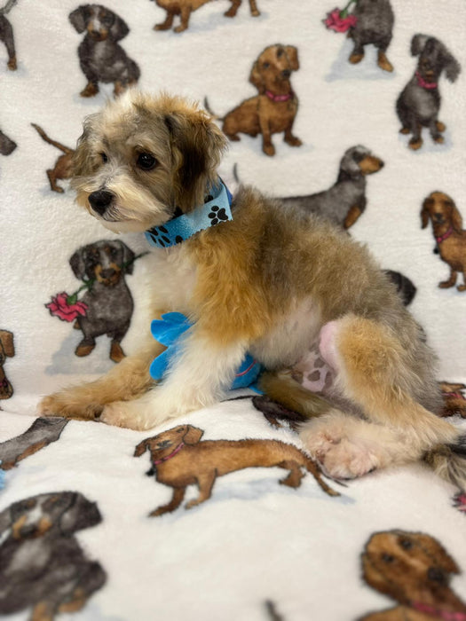 TONY (Toy/Miniature Poodle)