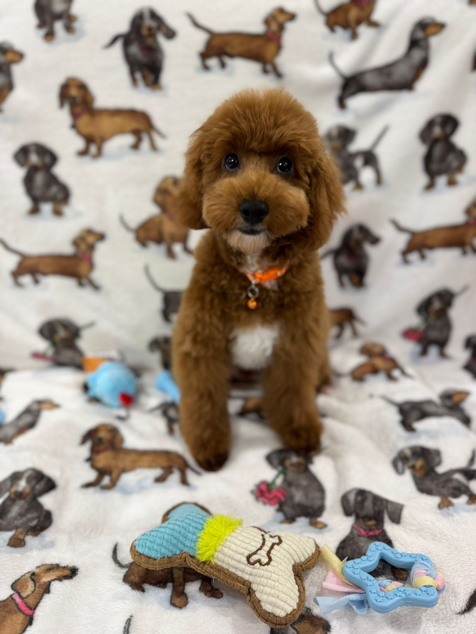 Jade (caniche toy)