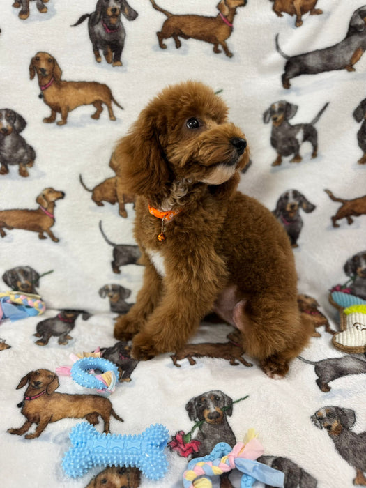 TUCKER (Toy/Mini Poodle)