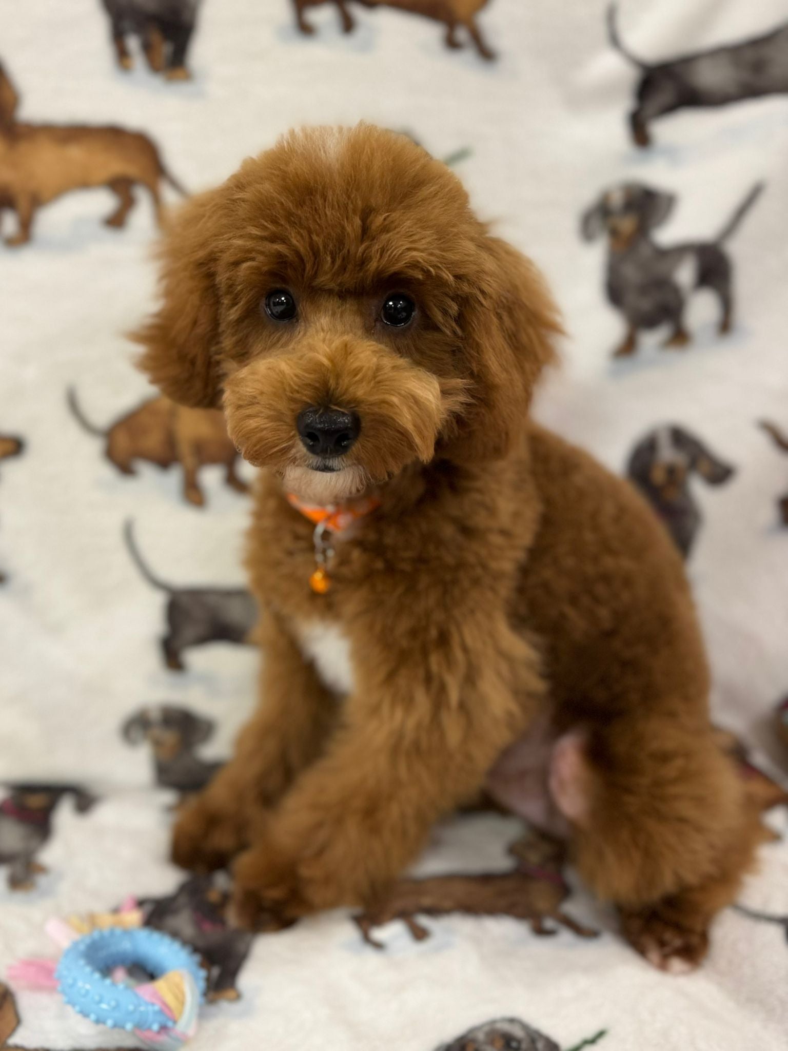 Jade (caniche toy)