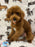 TUCKER (Toy/Mini Poodle)