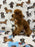 TUCKER (Toy/Mini Poodle)