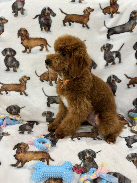TUCKER (Toy/Mini Poodle)