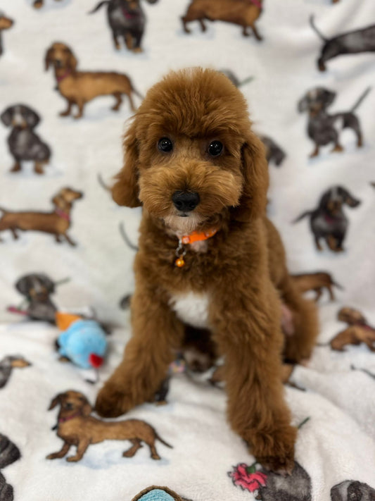 TUCKER (Toy/Mini Poodle)