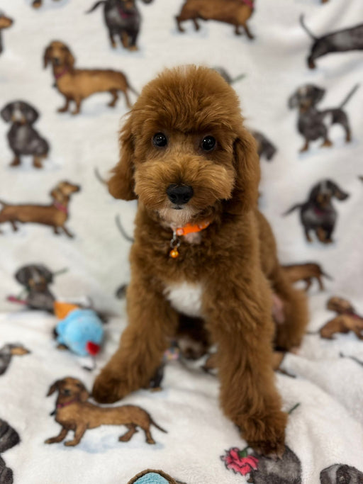 TUCKER (Toy/Mini Poodle)