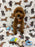 TUCKER (Toy/Mini Poodle)