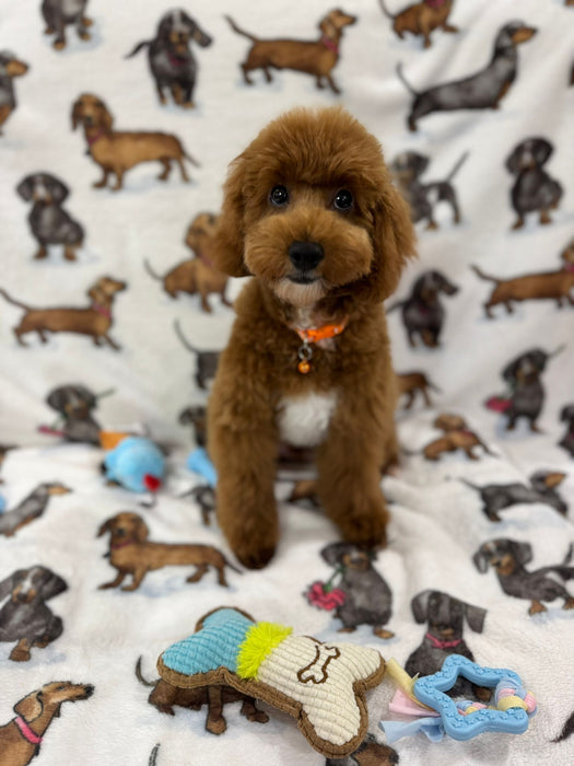TUCKER (Toy/Mini Poodle)