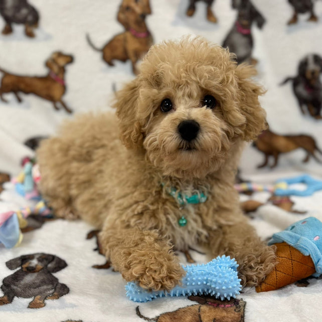 TURBO (Bichon Poodle)