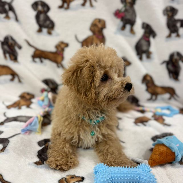 TURBO (Bichon Poodle)