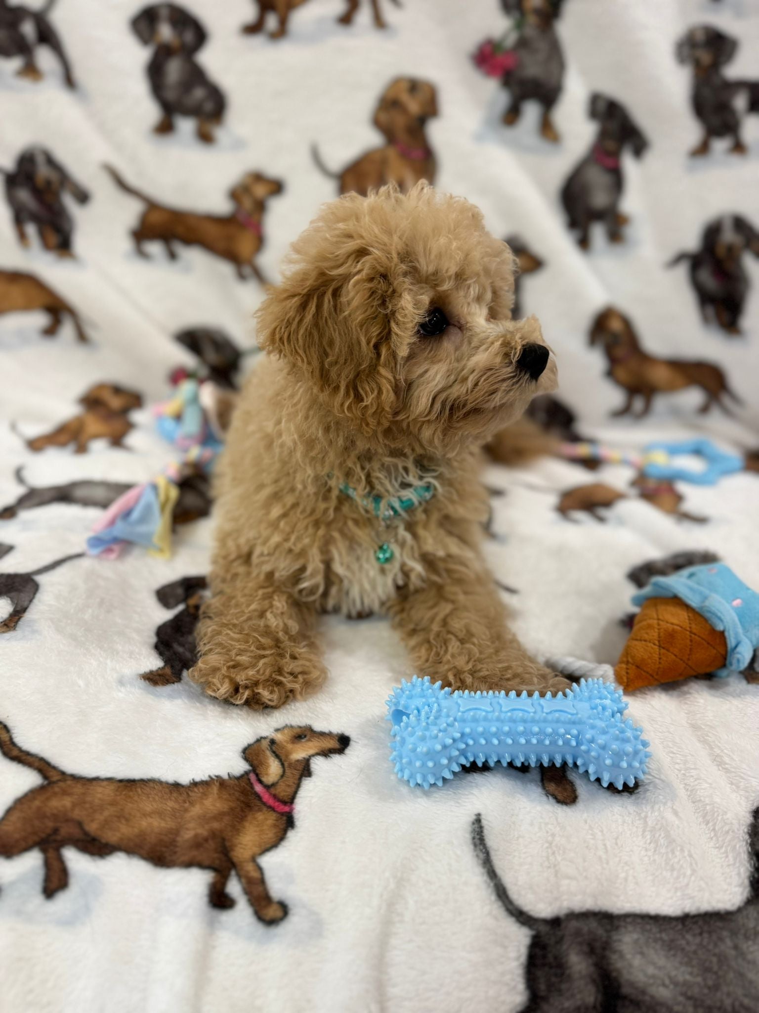 TURBO (Bichon Poodle)