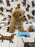 TURBO (Bichon Poodle)