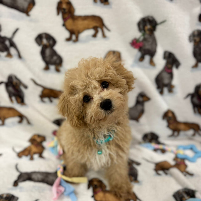 TURBO (Bichon Poodle)