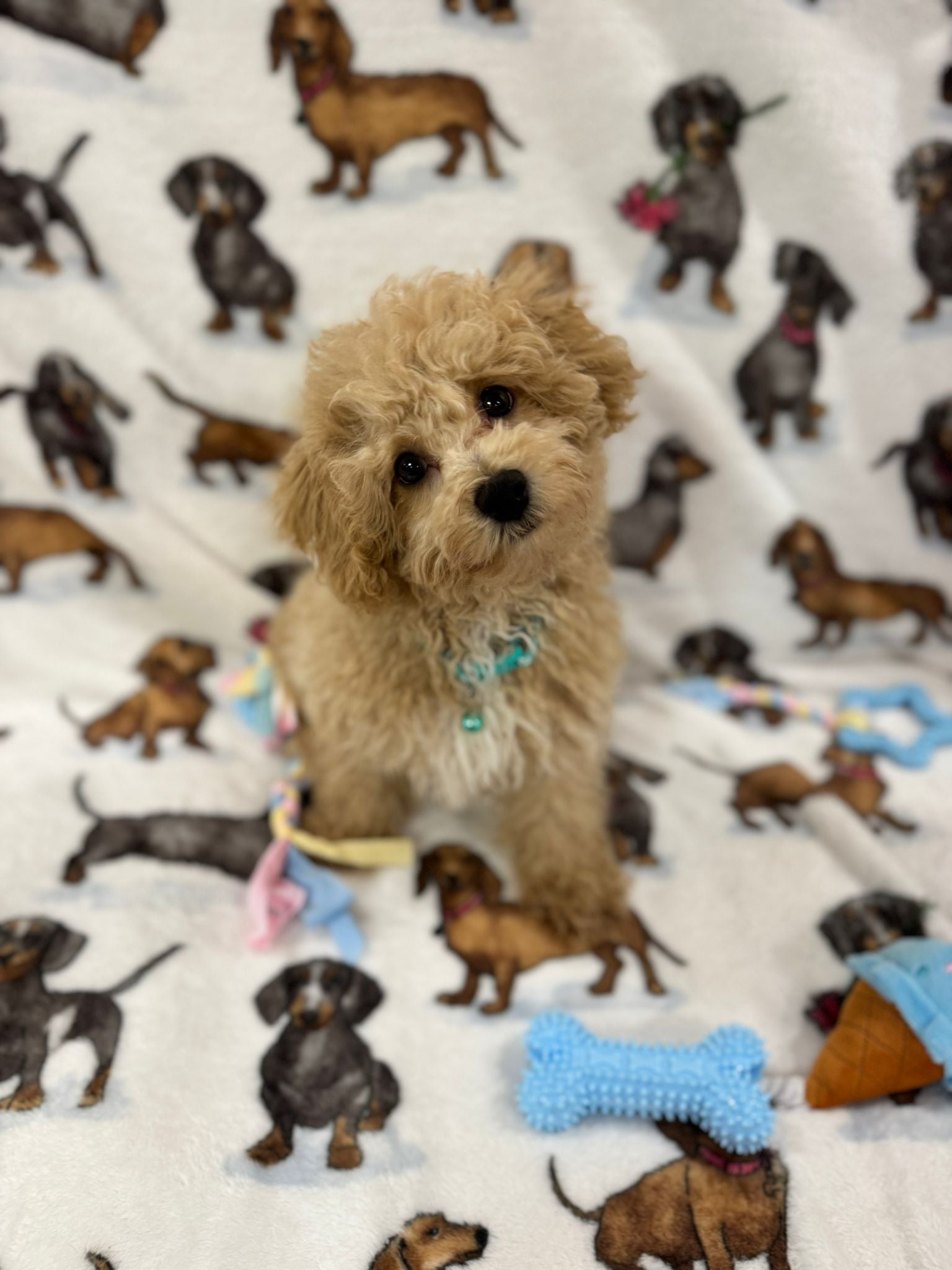 TURBO (Bichon Poodle)
