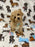 TURBO (Bichon Poodle)